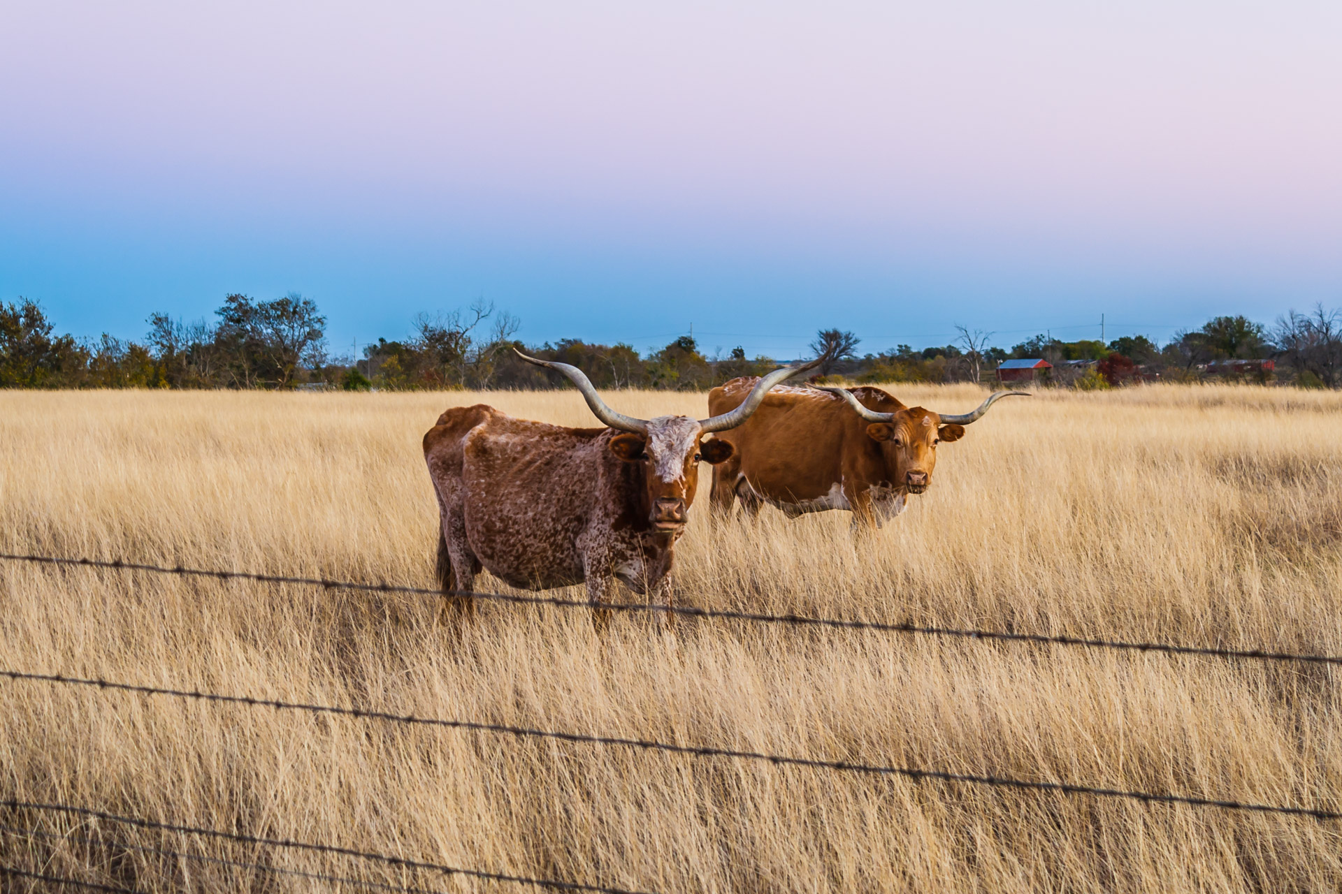 A Couple of Longhorns (mouth agape)