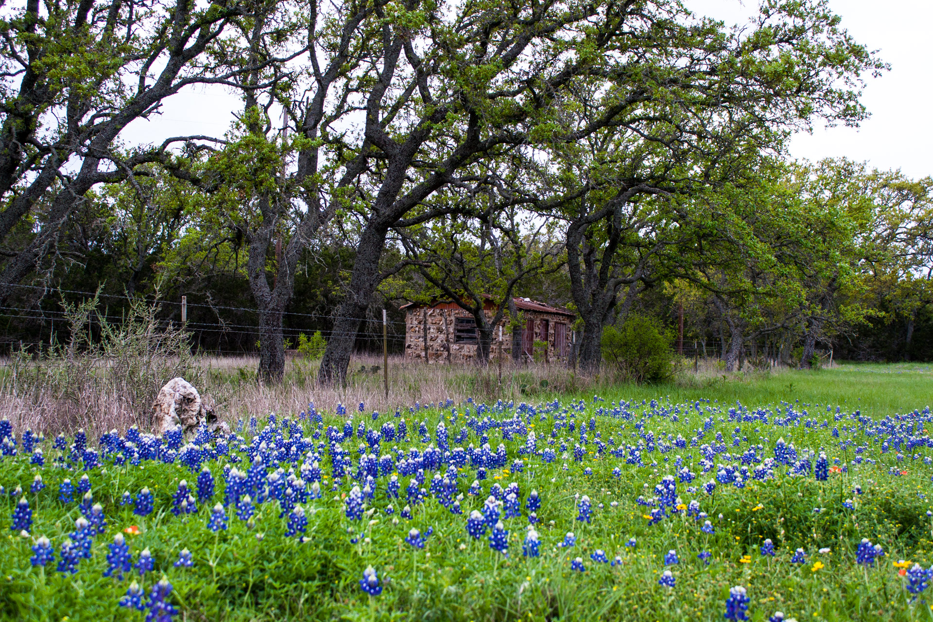 Burnet, Texas - A Red Stone Cottage With Bluebonnets (side far)