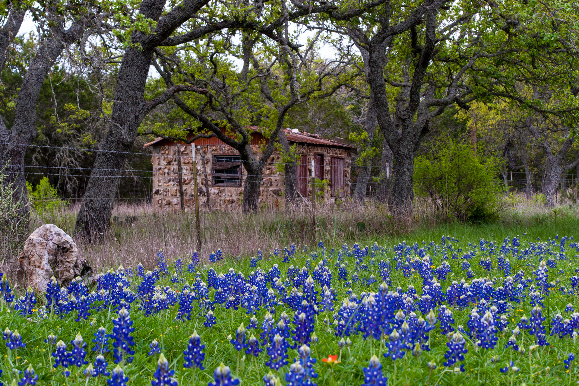 Burnet, Texas - A Red Stone Cottage With Bluebonnets (side mid)