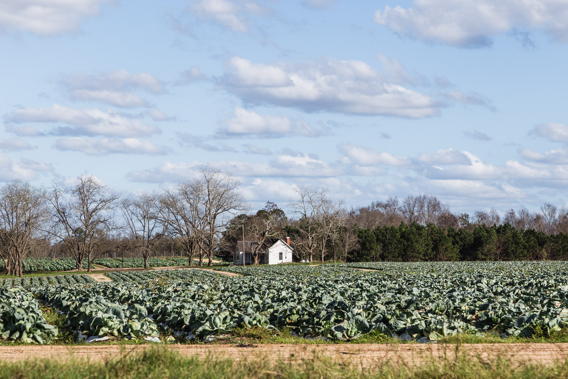 Cabbage Farmhouse (field far)