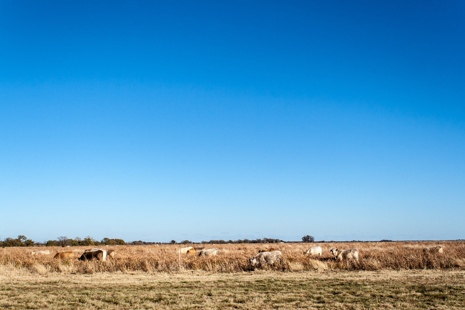 Camo Cattle (big blue sky)