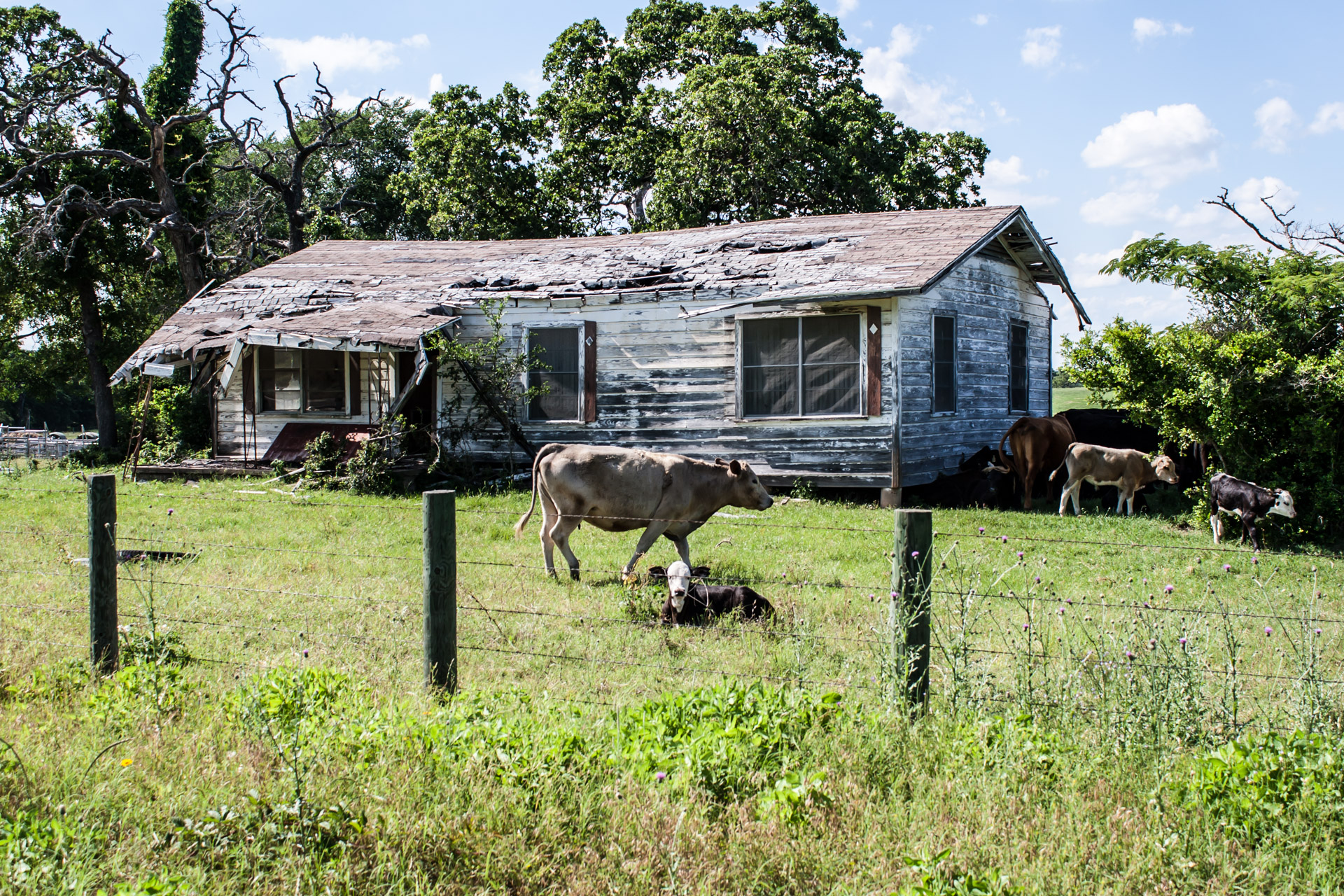 Marquez Texas Cow House Our Ruins