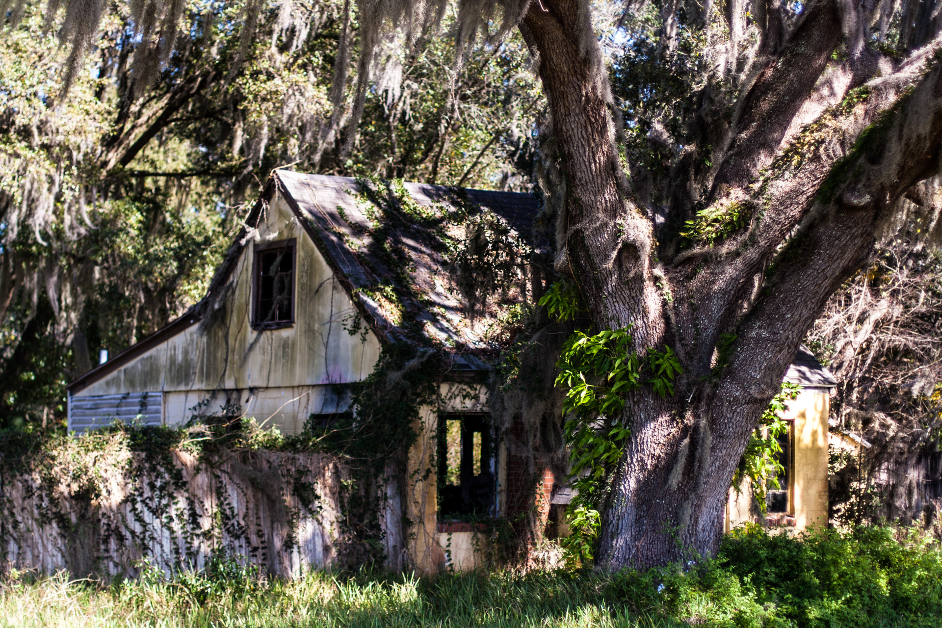 Leesburg, Florida - Wispy Tree House (side close)