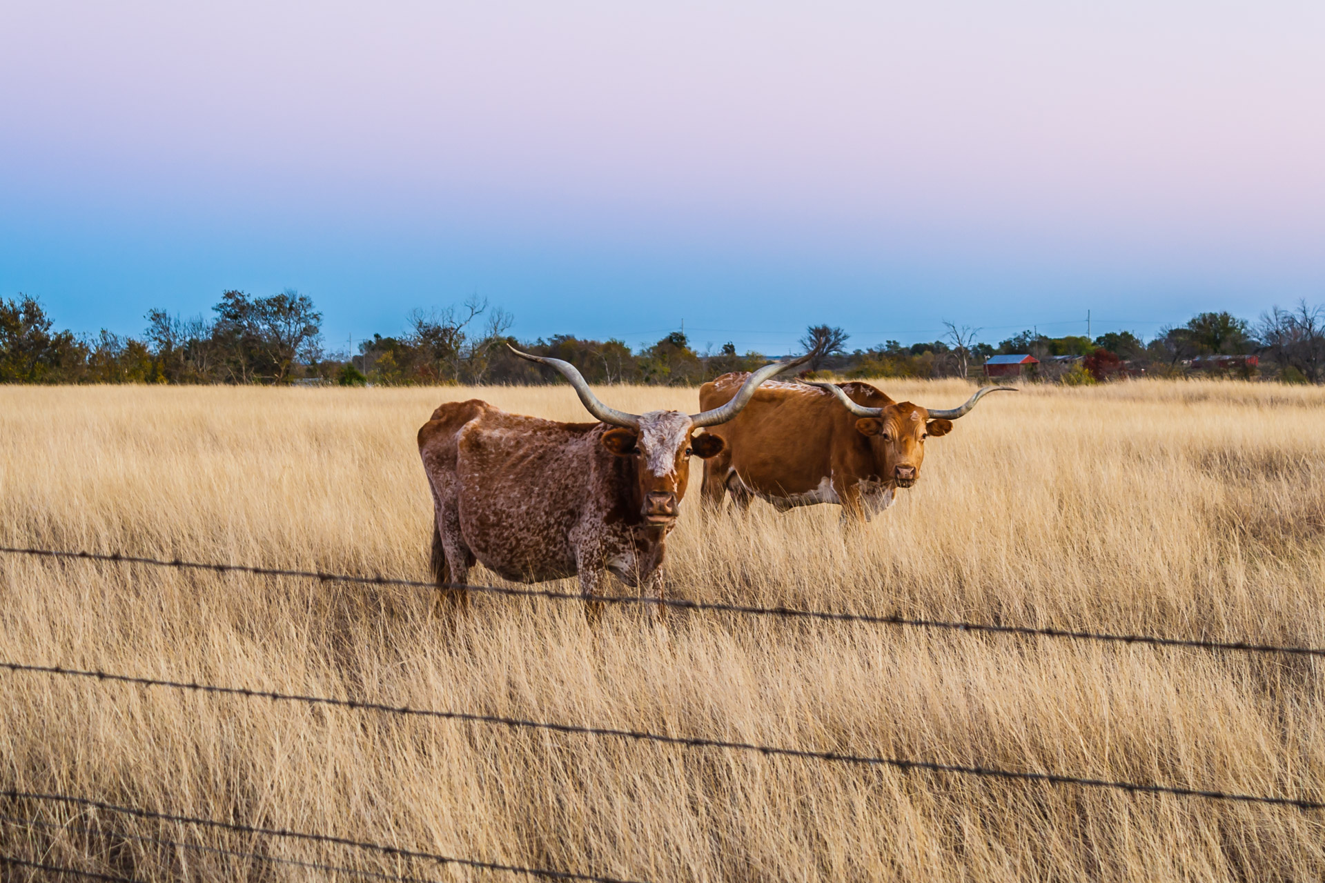 A Couple of Longhorns + Friday Link Love