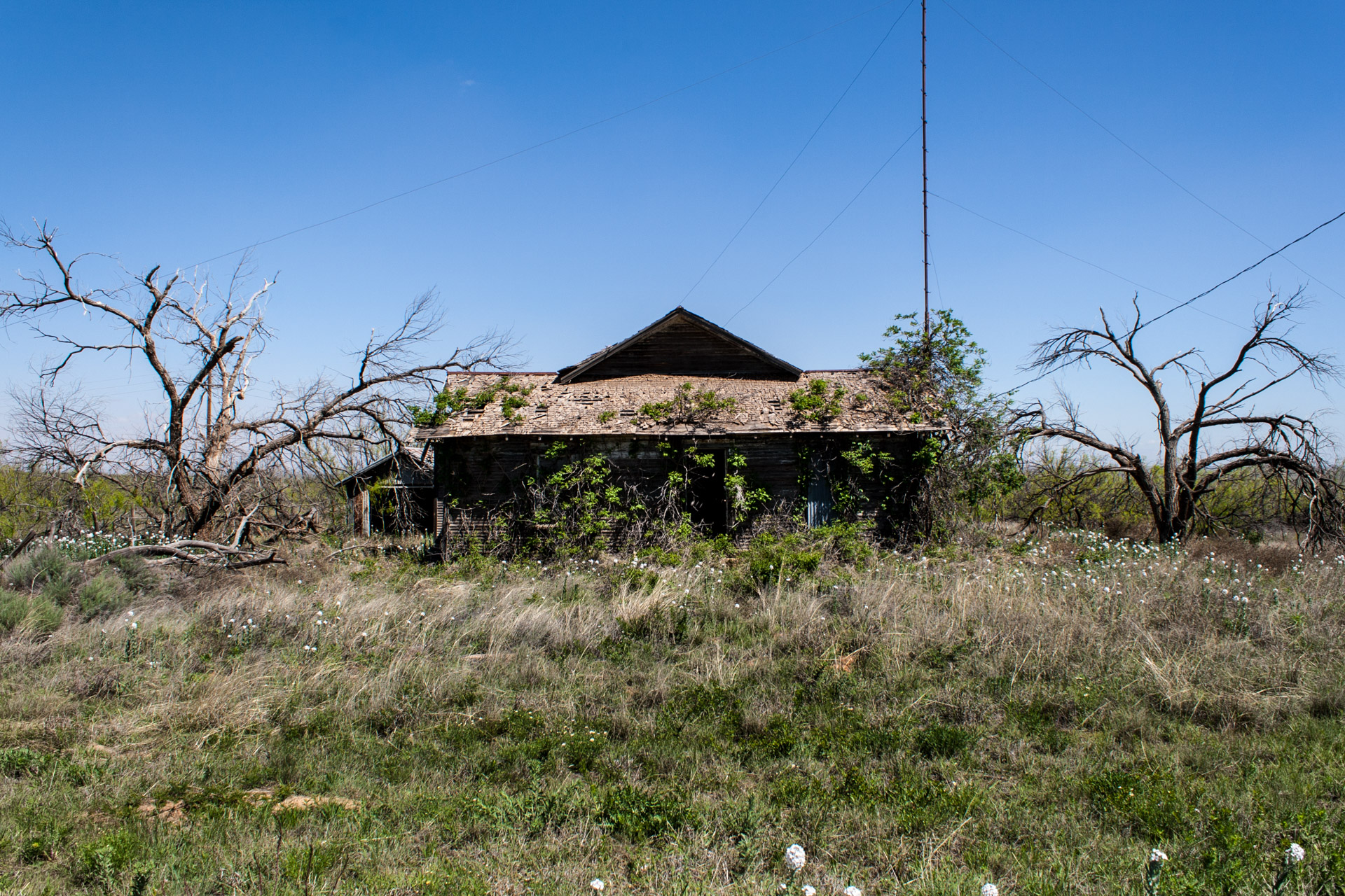 A Growing House (front far)