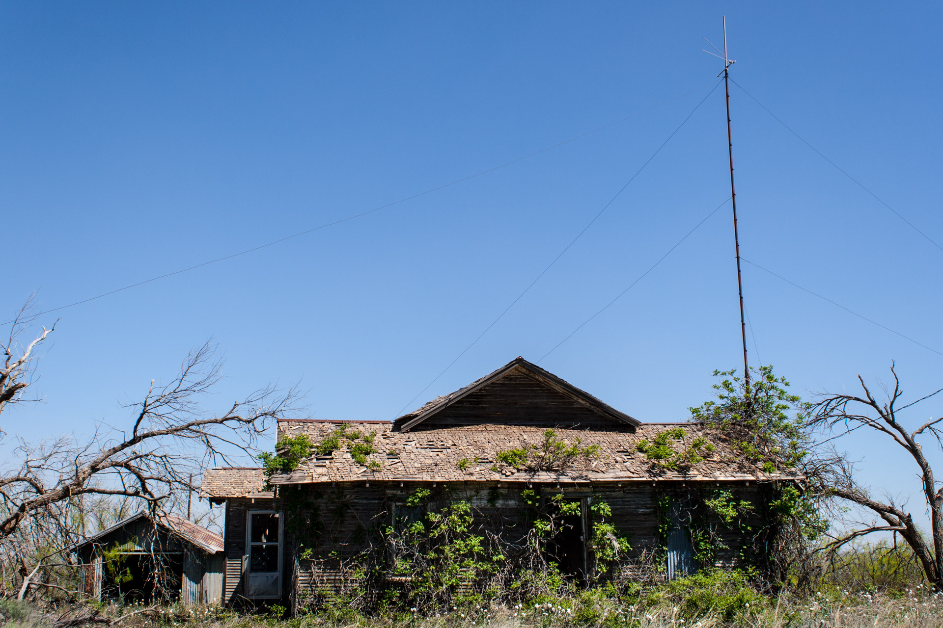 A Growing House (front low)