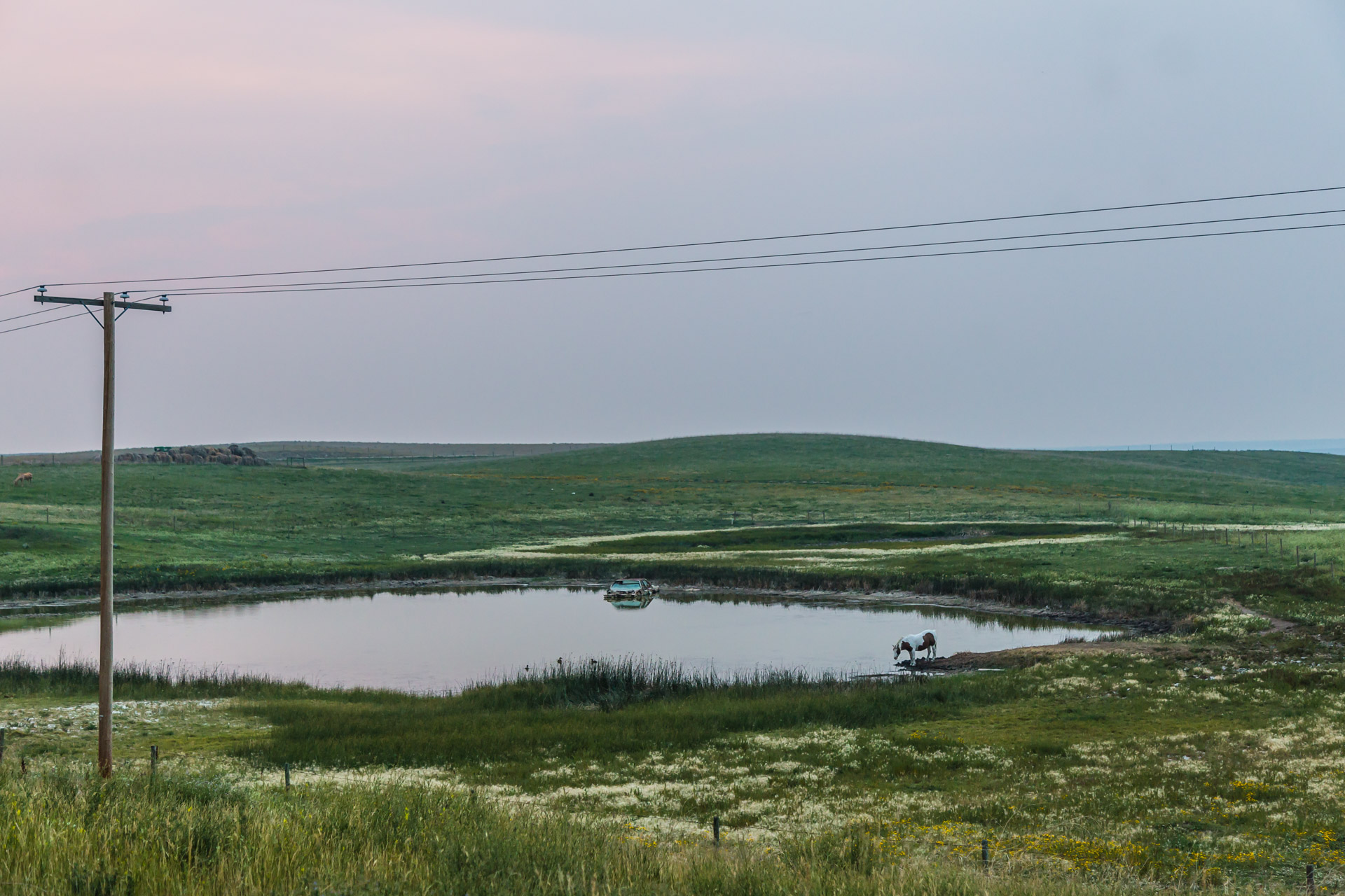 A Horse And Its Abandoned Car (mid far pond)