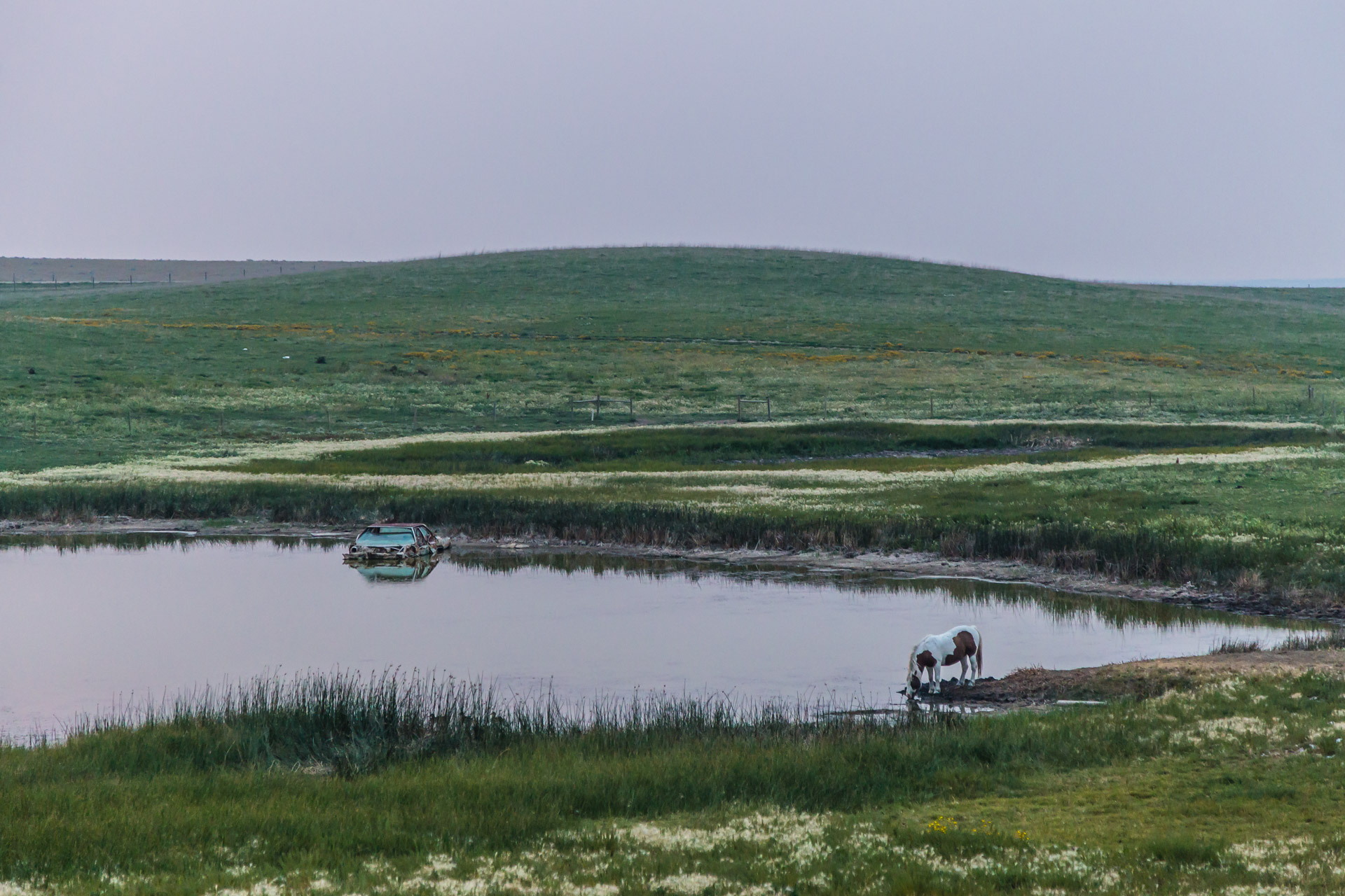 A Horse And Its Abandoned Car (mid pond)