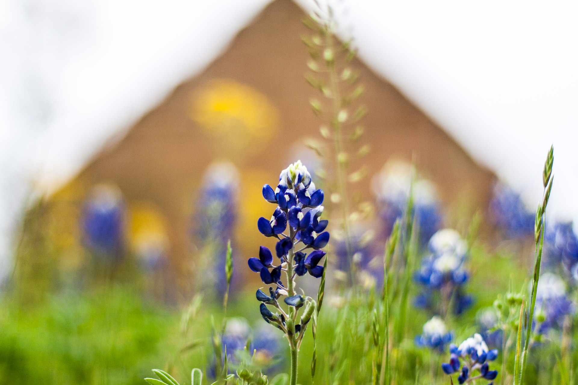 Pontotoc, Texas - A Stone Ruin With Bluebonnets (single bluebonnet)