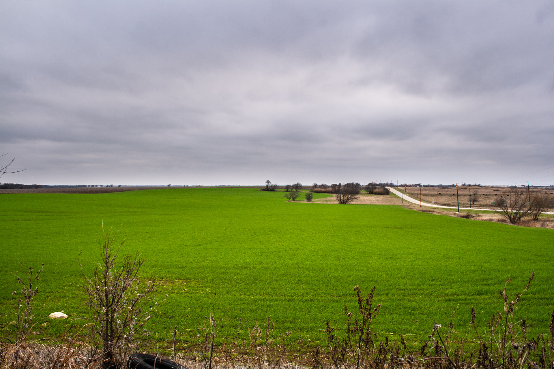 Bright Green Texas Farmland