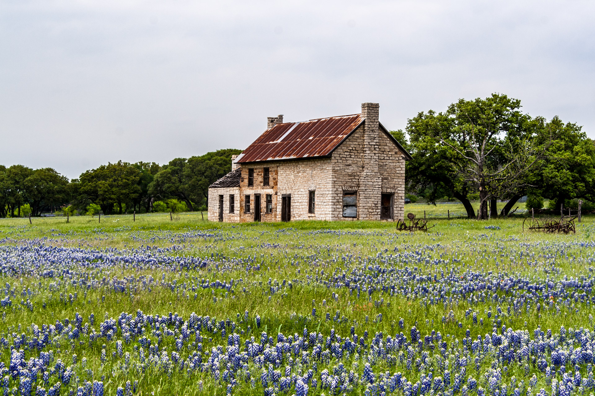 Farmhouse In A Field Of Bluebonnets (far)