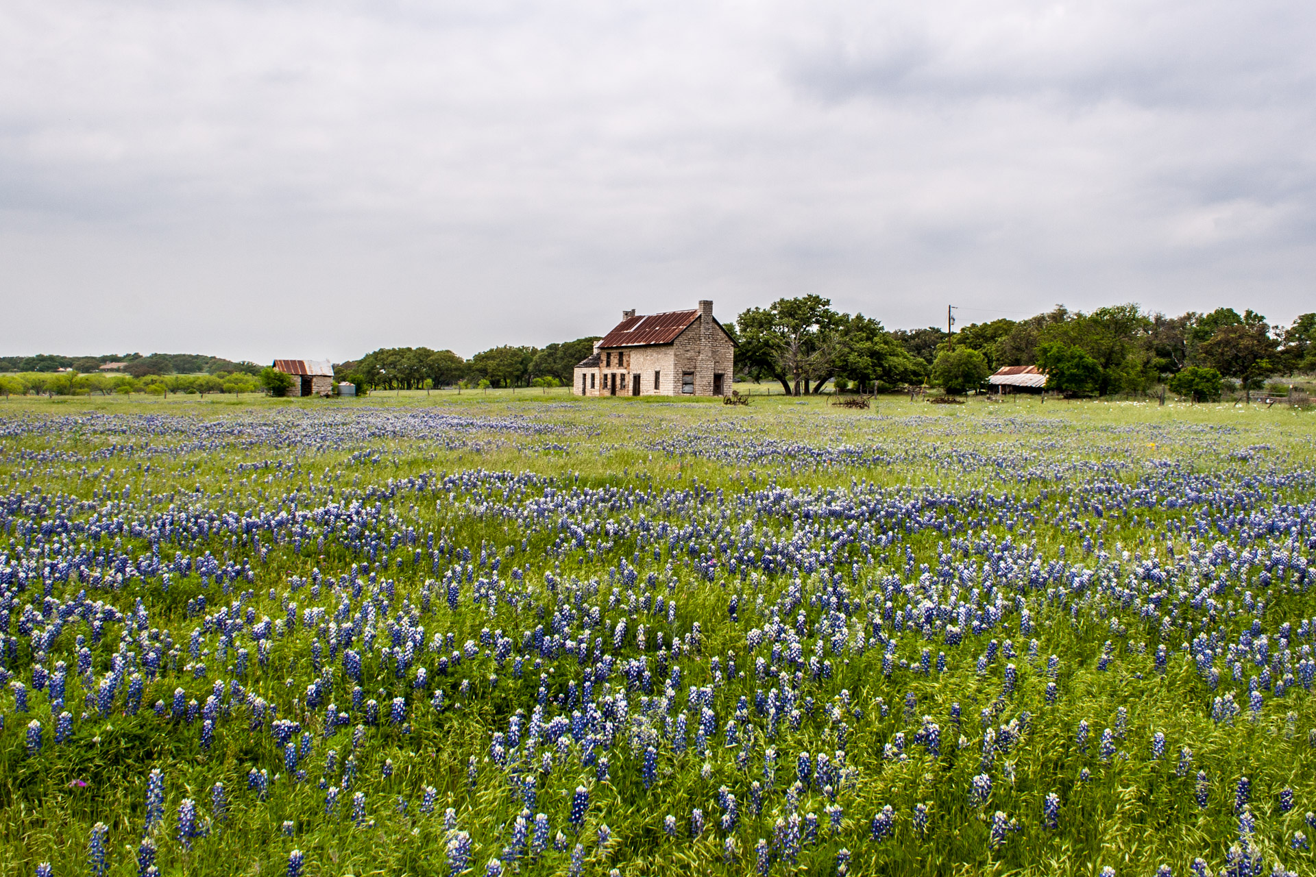 Farmhouse In A Field Of Bluebonnets (far)