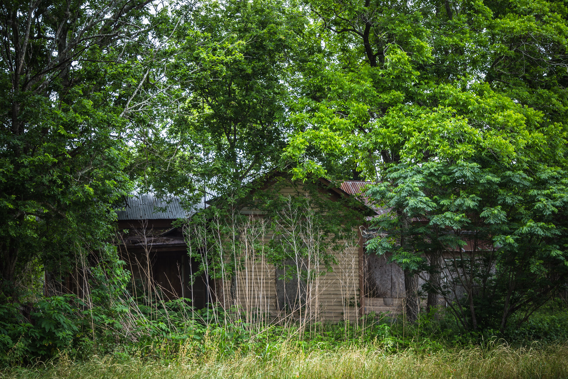Forest Dwelling (front close)