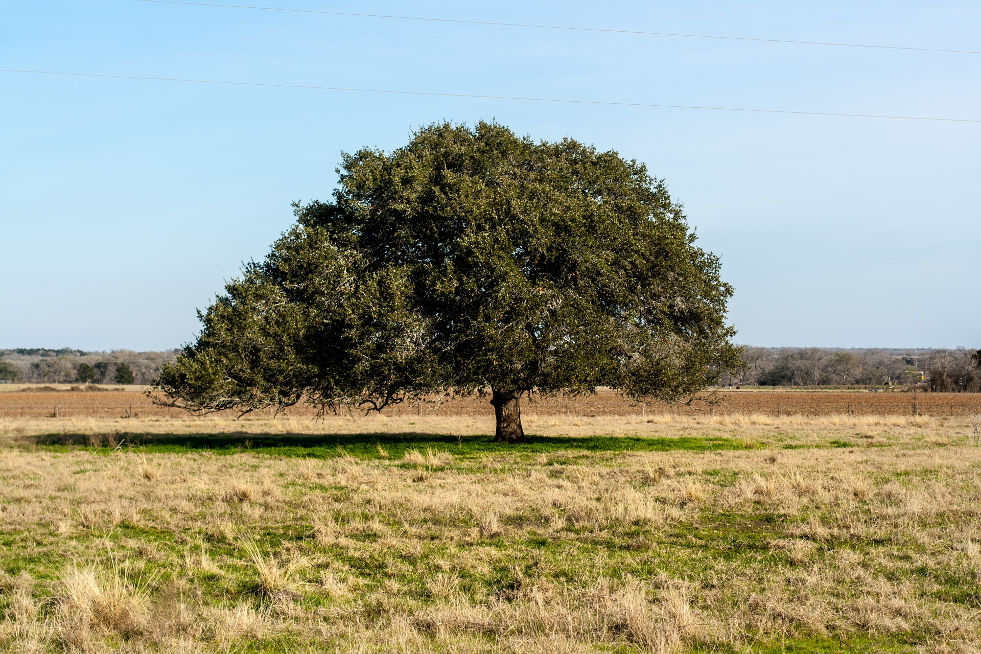 The Lone Tree (close)