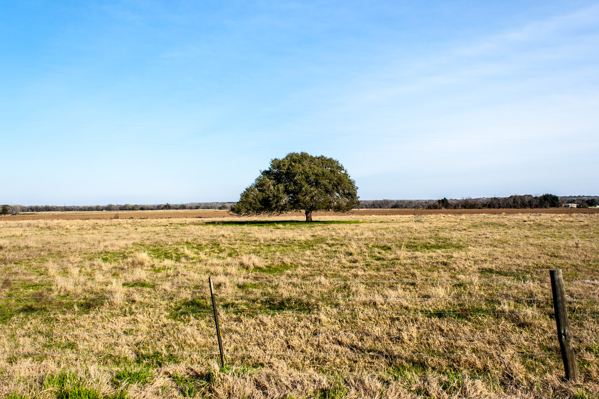 The Lone Tree + Friday Link Love