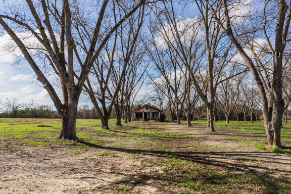 Vienna, Georgia - Tree Lined House