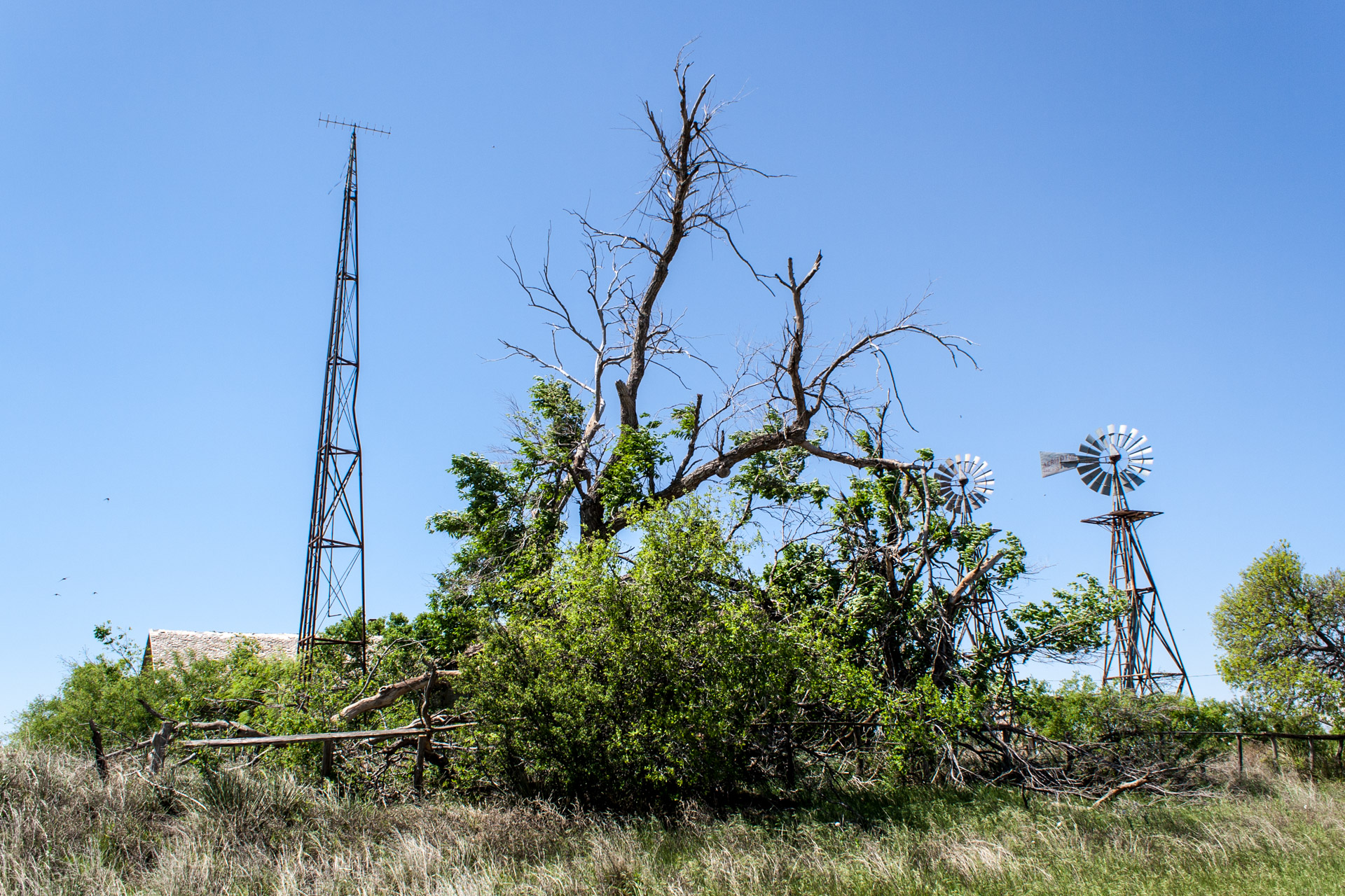 Windmill Duo (bush)