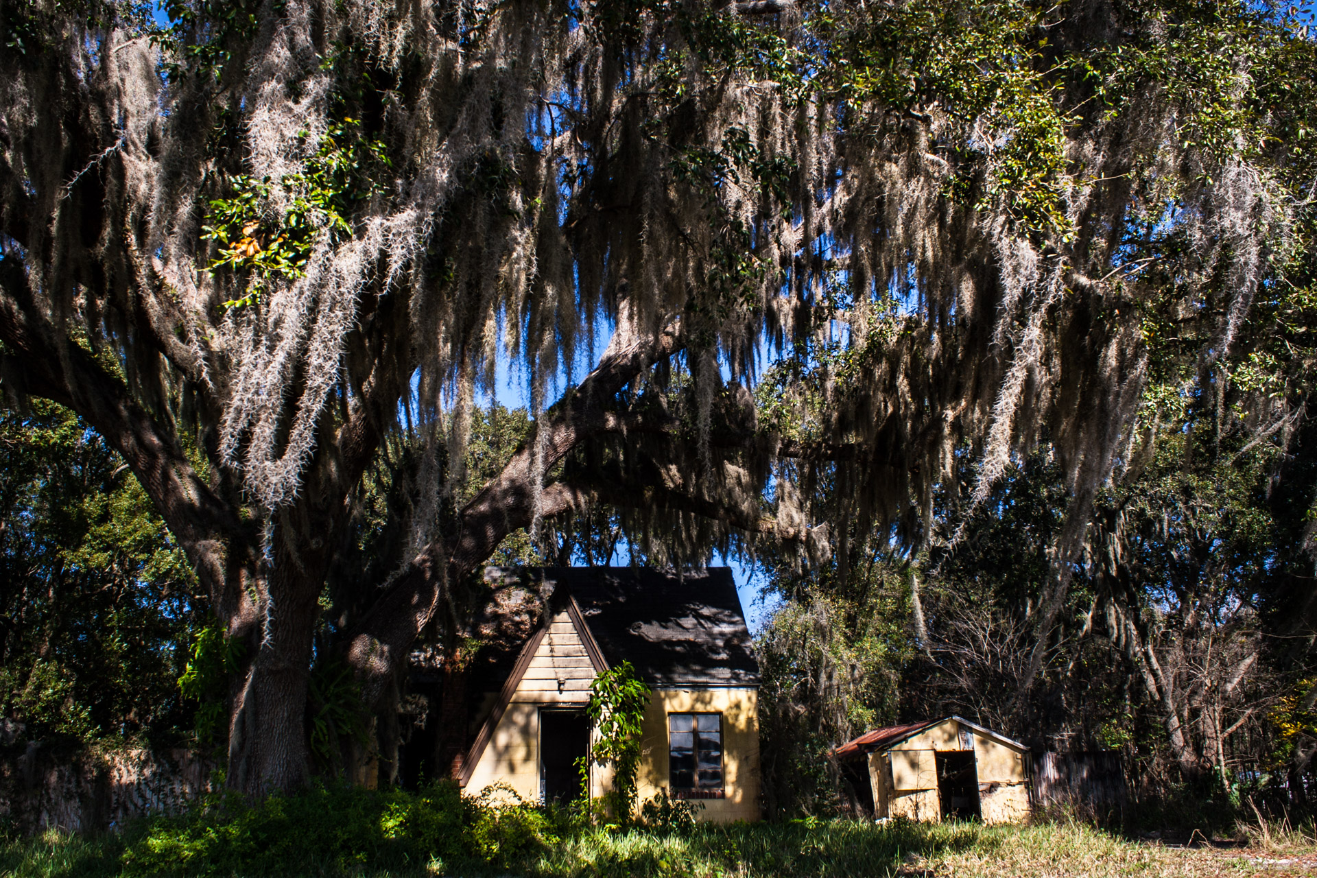 Leesburg, Florida - Wispy Tree House